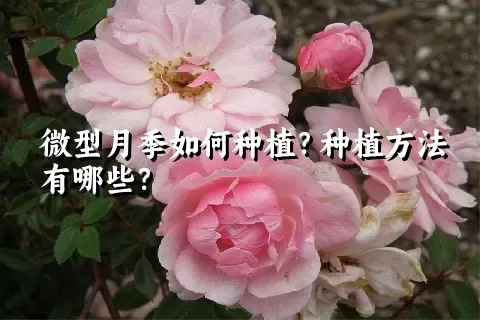 微型月季如何种植？种植方法有哪些？