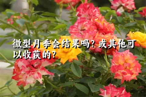 微型月季会结果吗？或其他可以收获的？