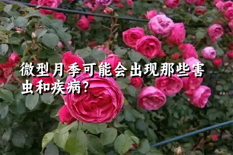 微型月季可能会出现那些害虫和疾病？