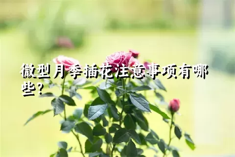 微型月季插花注意事项有哪些？