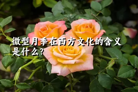 微型月季在西方文化的含义是什么？