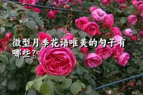微型月季花语唯美的句子有哪些？