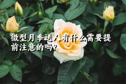 微型月季送人有什么需要提前注意的吗？