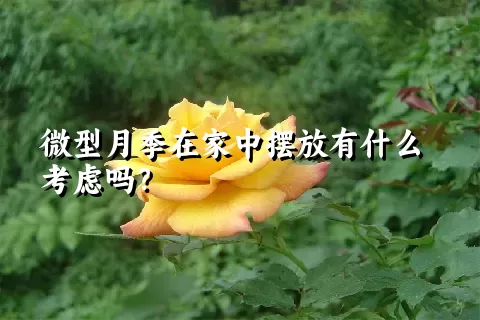 微型月季在家中摆放有什么考虑吗？