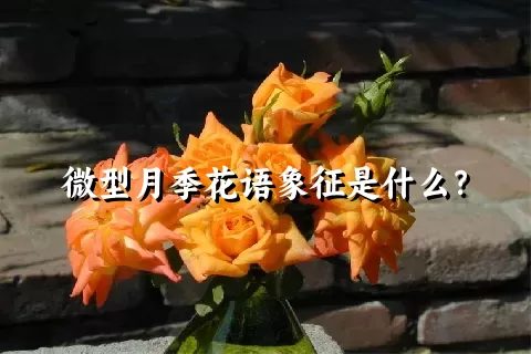 微型月季花语象征是什么？