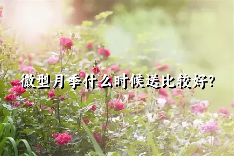 微型月季什么时候送比较好？