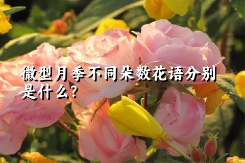 微型月季不同朵数花语分别是什么？