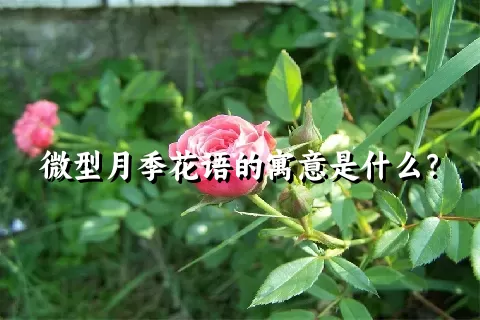 微型月季花语的寓意是什么？