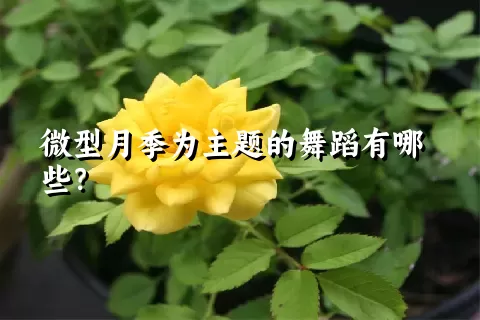 微型月季为主题的舞蹈有哪些？