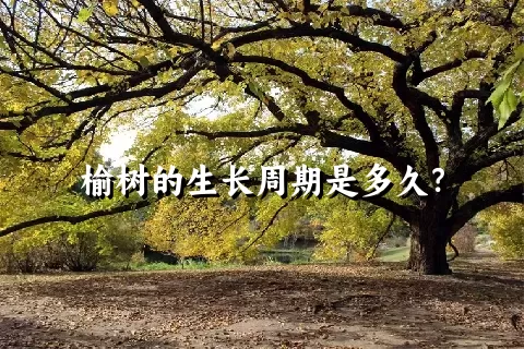 榆树的生长周期是多久？