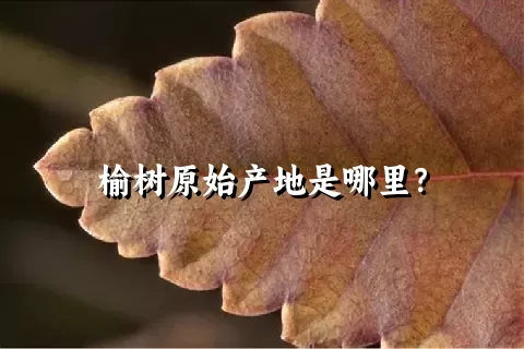 榆树原始产地是哪里？