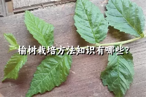 榆树栽培方法知识有哪些？