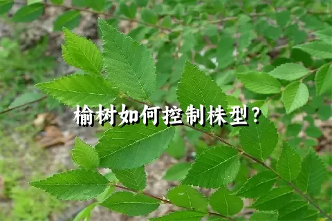 榆树如何控制株型？