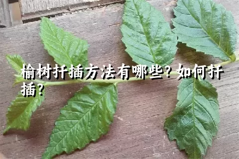 榆树扦插方法有哪些？如何扦插？