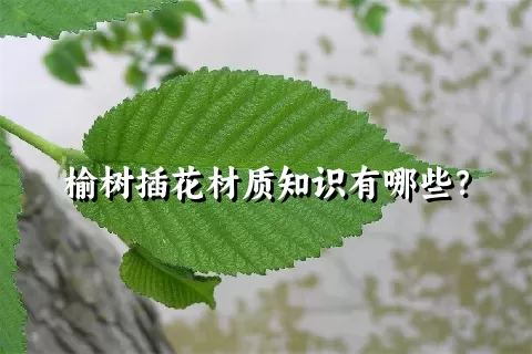 榆树插花材质知识有哪些？