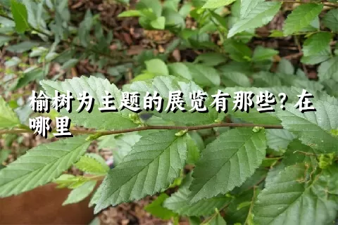 榆树为主题的展览有那些？在哪里