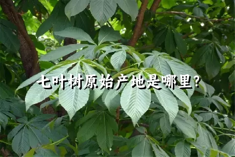 七叶树原始产地是哪里？