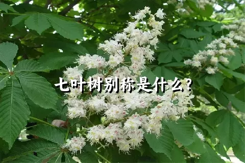 七叶树别称是什么？