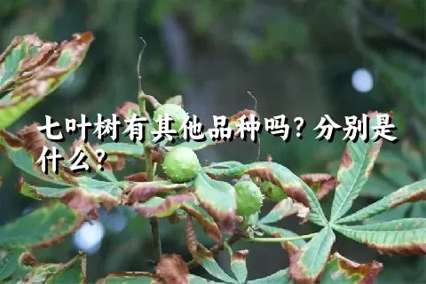 七叶树有其他品种吗？分别是什么？