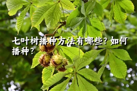 七叶树播种方法有哪些？如何播种？