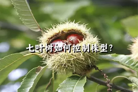 七叶树如何控制株型？