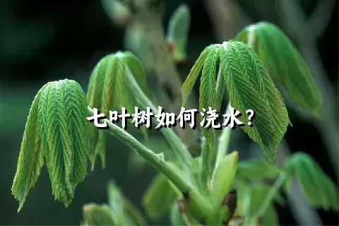 七叶树如何浇水？