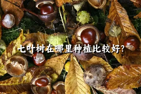 七叶树在哪里种植比较好？