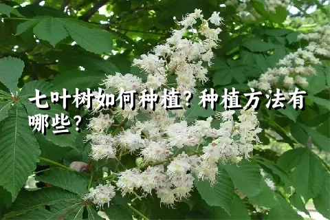 七叶树如何种植？种植方法有哪些？