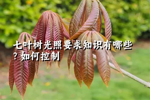 七叶树光照要求知识有哪些？如何控制
