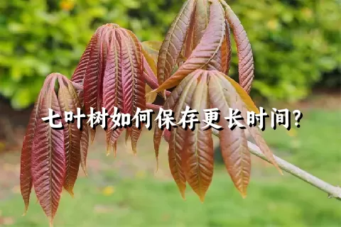 七叶树如何保存更长时间？