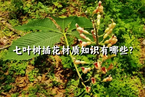 七叶树插花材质知识有哪些？
