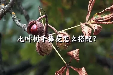 七叶树手捧花怎么搭配？