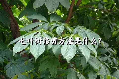 七叶树修剪方法是什么？