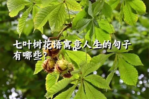 七叶树花语寓意人生的句子有哪些？