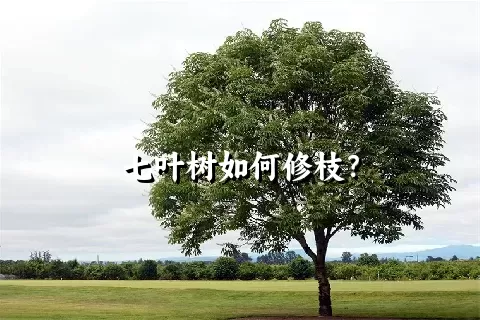 七叶树如何修枝？
