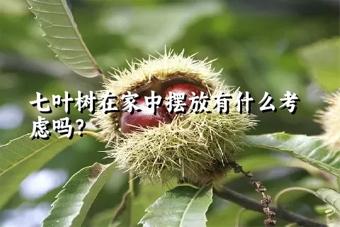 七叶树在家中摆放有什么考虑吗？