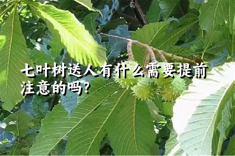七叶树送人有什么需要提前注意的吗？
