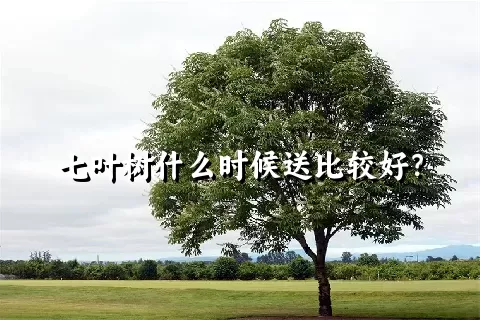 七叶树什么时候送比较好？