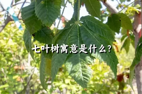 七叶树寓意是什么？