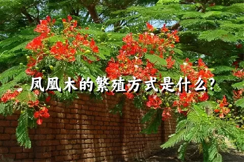 凤凰木的繁殖方式是什么?