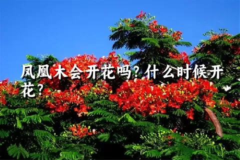 凤凰木会开花吗？什么时候开花？