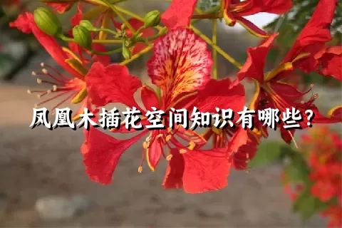 凤凰木插花空间知识有哪些？