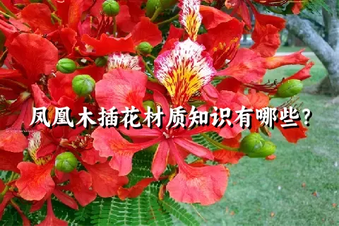 凤凰木插花材质知识有哪些？