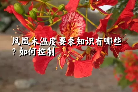 凤凰木温度要求知识有哪些？如何控制