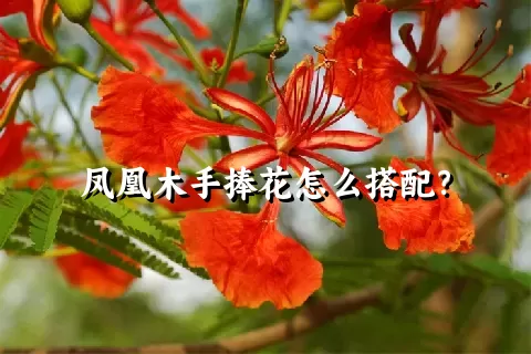 凤凰木手捧花怎么搭配？