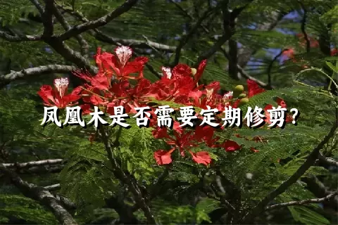 凤凰木是否需要定期修剪？