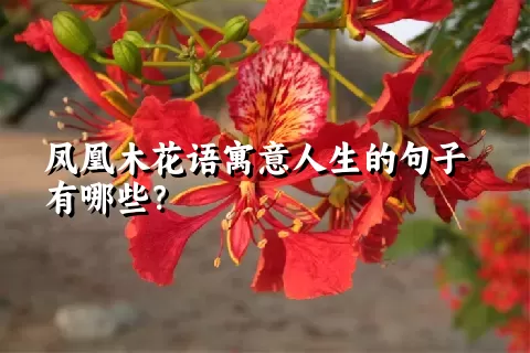 凤凰木花语寓意人生的句子有哪些？