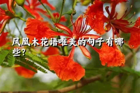 凤凰木花语唯美的句子有哪些？
