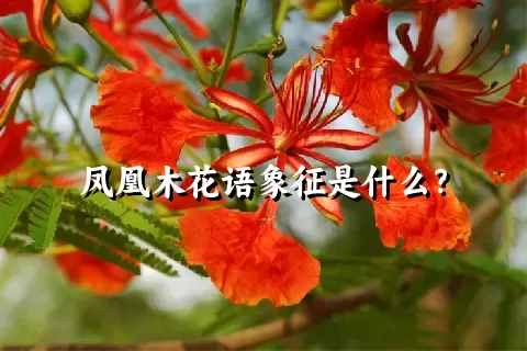 凤凰木花语象征是什么？