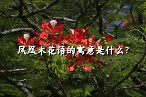 凤凰木花语的寓意是什么？